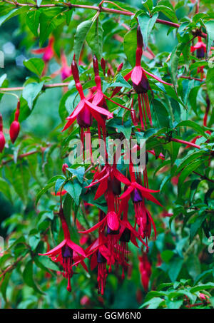 Fuchsia - `Mrs Popple' AGM (Hardy)   TRS004593 Stock Photo